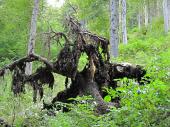 42 Il mostro del bosco